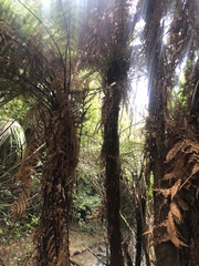 Dicksonia squarrosa