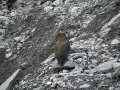 Nestor notabilis