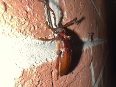Prionus pocularis
