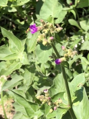 Mirabilis viscosa