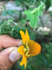 Misumenoides formosipes