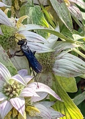 Sphex pensylvanicus