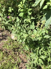 Mirabilis viscosa