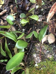 Pyrrosia eleagnifolia