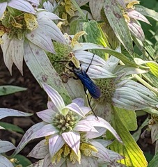 Sphex pensylvanicus