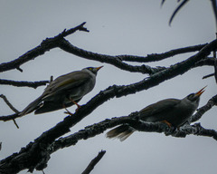 Manorina melanocephala