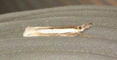 Crambus leachellus