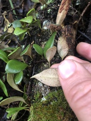 Pyrrosia eleagnifolia