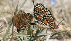 Chlosyne definita