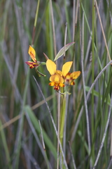 Diuris carecta