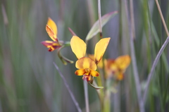 Diuris carecta