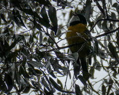 Pachycephala pectoralis