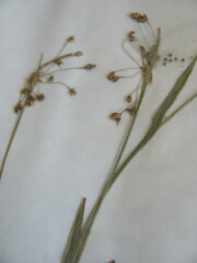 Luzula acuminata acuminata