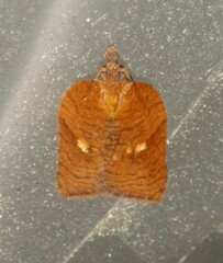 Aphelia