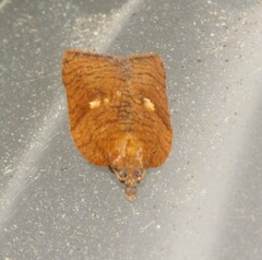 Aphelia