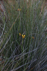 Diuris carecta