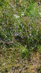 Lobelia kalmii
