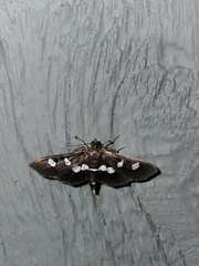Desmia