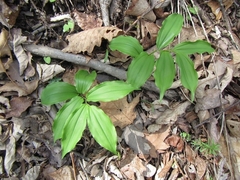 Maianthemum racemosum