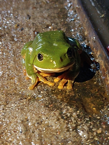 Mexican Giant Tree Frog (Agalychnis dacnicolor)