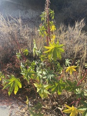 Ricinus communis