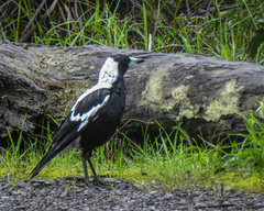 Gymnorhina tibicen