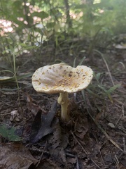 Amanita flavoconia