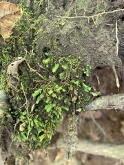 Fissidens