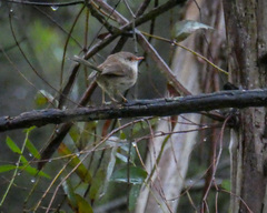 Malurus cyaneus