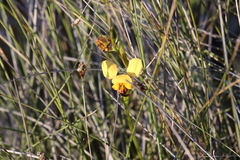 Diuris carecta