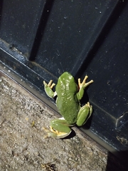 Agalychnis dacnicolor