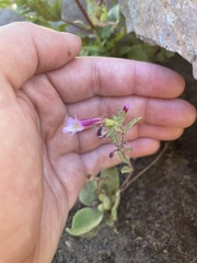 Diplacus torreyi