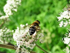 Eristalis nemorum