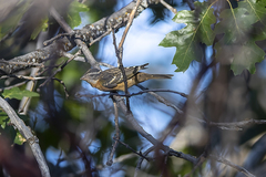 Pheucticus melanocephalus