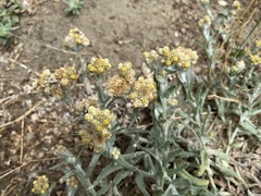 Pseudognaphalium stramineum