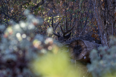 Odocoileus hemionus californicus
