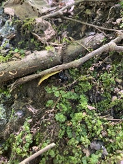 Mniaceae
