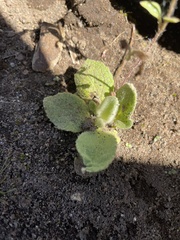 Diplacus torreyi