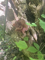 Auricularia auricula-judae
