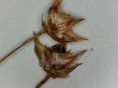 Luzula acuminata acuminata