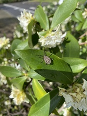 Poecilometis strigatus