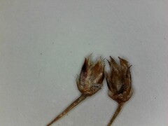 Luzula acuminata acuminata