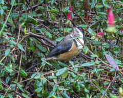 Acanthorhynchus tenuirostris