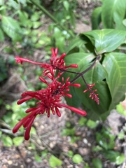 Odontonema cuspidatum