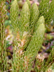 Lycopodiaceae