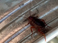 Parcoblatta americana