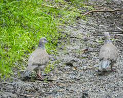 Streptopelia chinensis