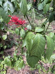 Odontonema cuspidatum