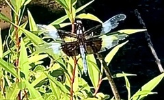 Libellula luctuosa