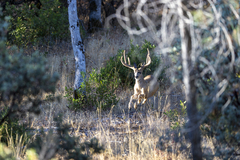 Odocoileus hemionus californicus